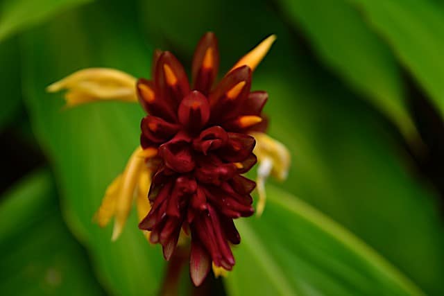 university-of-california-botanical-garden-at-berkeley university-of-california-botanical-garden-at-berkeley